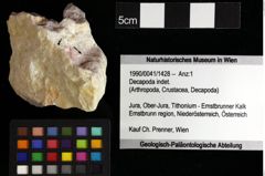 Foto (Objket + Etiketten) von Goniodromites sp. 